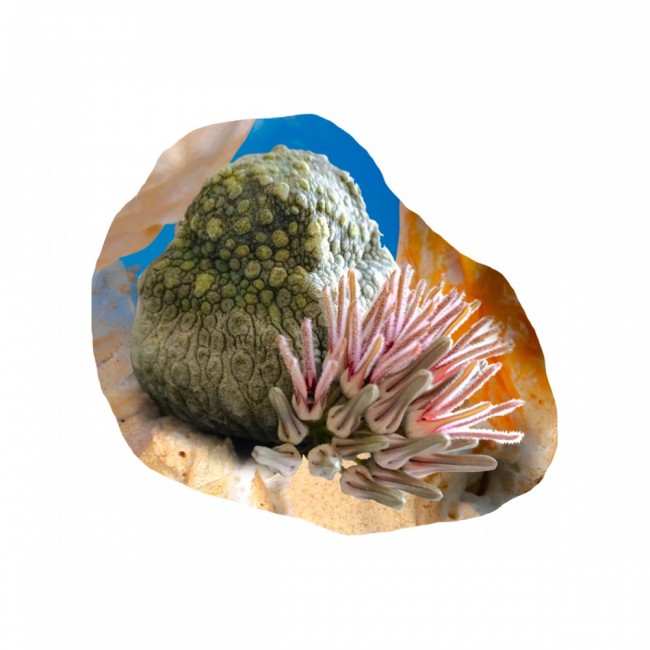 Thumbnail for BLOOM: A Machine Elf’s Guide to Desert Flora