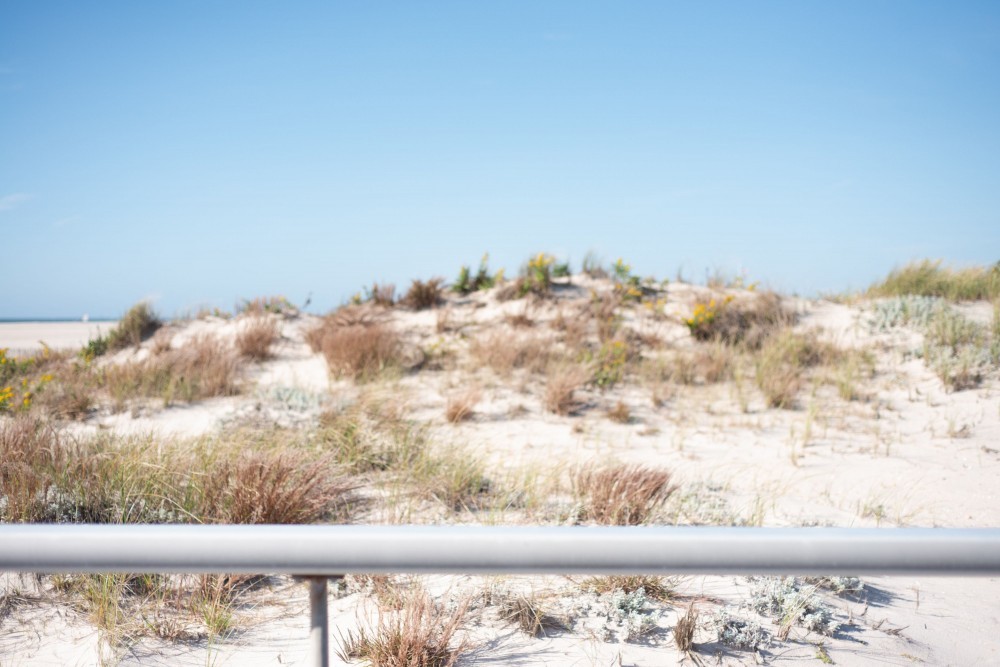 LOW LIFE: Revisiting Robert Moses’s Exclusionary Design Scheme At Jones Beach