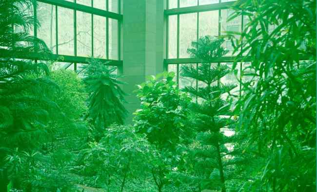 Thumbnail for URBAN JUNGLE: The FORD FOUNDATION by Roche Dinkeloo