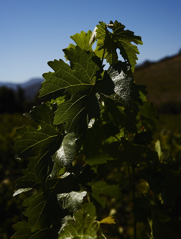 A Holistic Winery at the Foot of the Andes in Chile